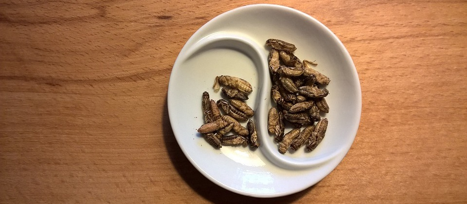 Plate of edible crickets
